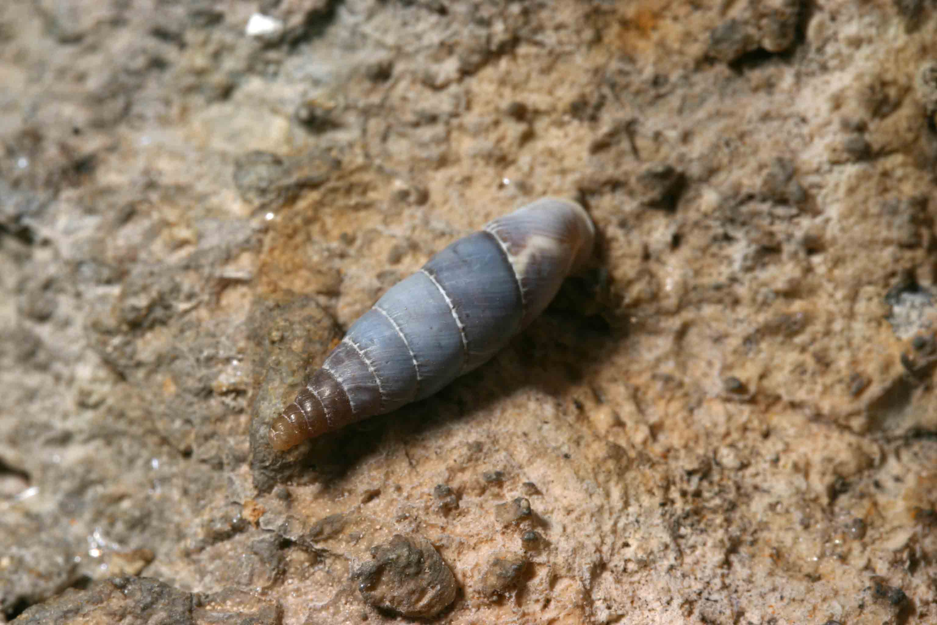 Leucostigma candidescens - Gole del Sagittario(AQ)